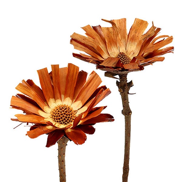 Zwei künstliche Protea Blumen auf Stiel
