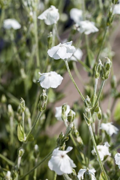 Lychnis coronaria 'Alba', Lichtnelke, weiß, ca. 9x9 cm Topf