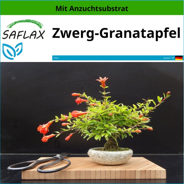 SAFLAX  - Zwerg-Granatapfel - Punica granatum nana - 50 Samen - Mit keimfreiem Anzuchtsubstrat