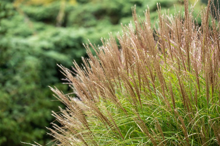 Chinaschilf im Garten