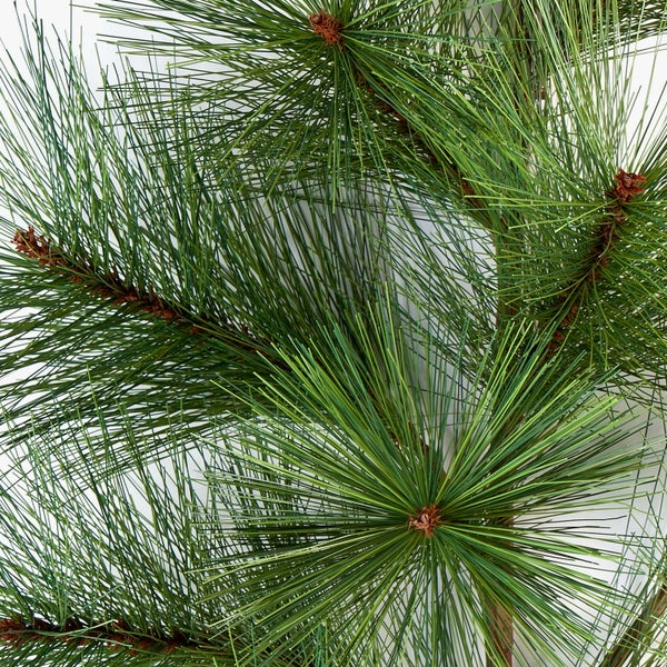 Nahaufnahme eines grünen Kiefernzweigs mit langen Nadeln und kleinen braunen Knospen.