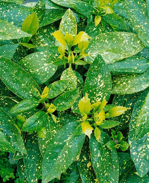 Detailaufnahme einer Gold-Japanischen Aukube mit gesprenkelten Blättern