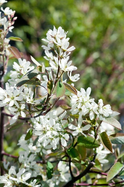 Amelanchier 'Rainbow Pillar', Felsenbirne, 60–100 cm, mehrfarbig