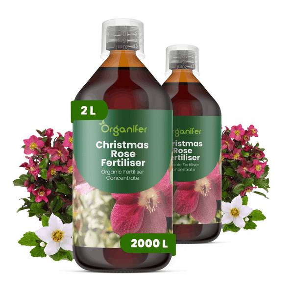 Organifer Christrosendünger, zwei 2-Liter-Flaschen organisches Flüssigdünger-Konzentrat für Helleborus.