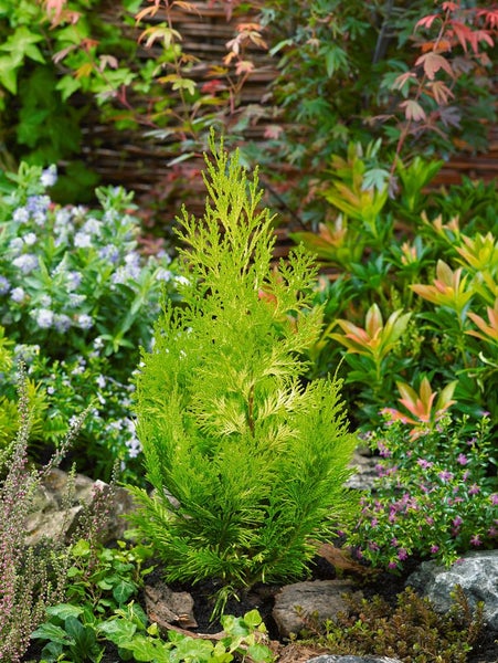 Chamaecyparis lawsoniana 'Ivonne', Gelbe Scheinzypresse, 15–20 cm