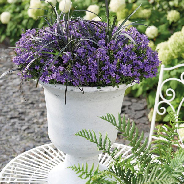 Campanula Addenda Glockenblume lila 12cm Topf 6 Pflanzen ausreichend für 1qm Bodendecker Ambella winterhart