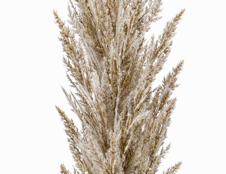 Nahaufnahme einer Mandarine mit strukturierter Schale und Stielansatz.