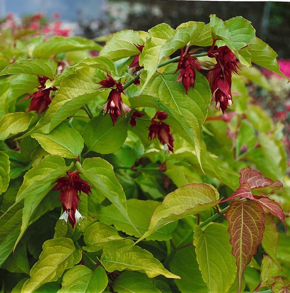 Strauch mit grünen Blättern und roten Blüten