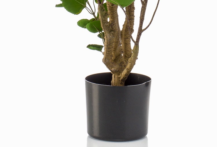 Nahaufnahme der grünen Blätter mit markanten Blattadern und verholzten Stielen einer Zimmerpflanze.