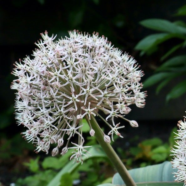 Blütenstand einer Zierlauchpflanze im Garten.