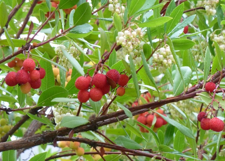 SAFLAX  - Erdbeerbaum - Arbutus unedo - 50 Samen