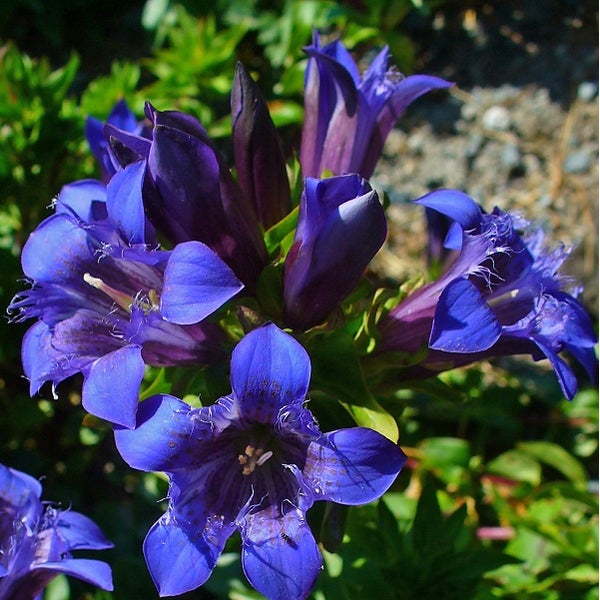 Enzianblüten im Detail