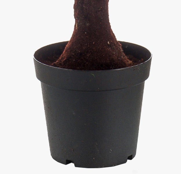 Strahlenpalme Licuala grandis mit großen fächerförmigen grünen Blättern im schwarzen Kunststofftopf.