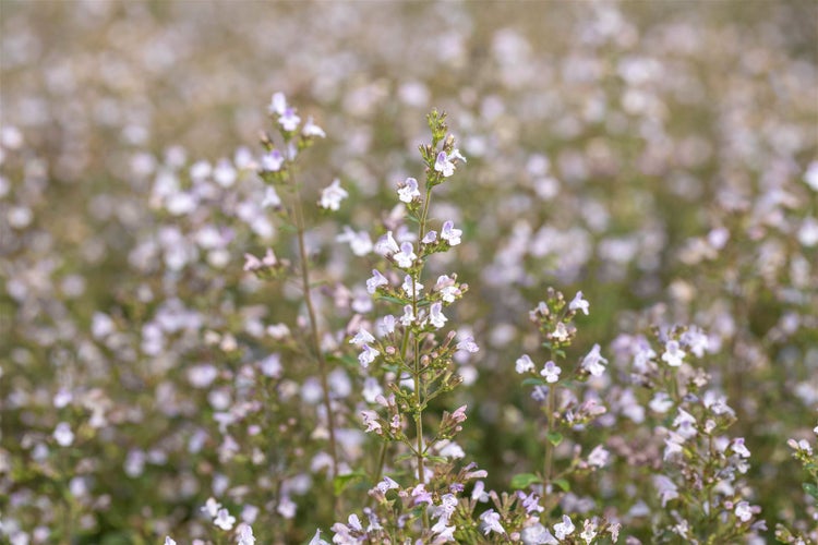 Calamintha nepeta 'Triumphator', Bergminze, ca. 9x9 cm Topf