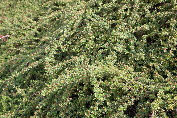 Cotoneaster x suecicus 'Coral Beauty', Zwergmispel, immergrün, ca. 9x9 cm Topf