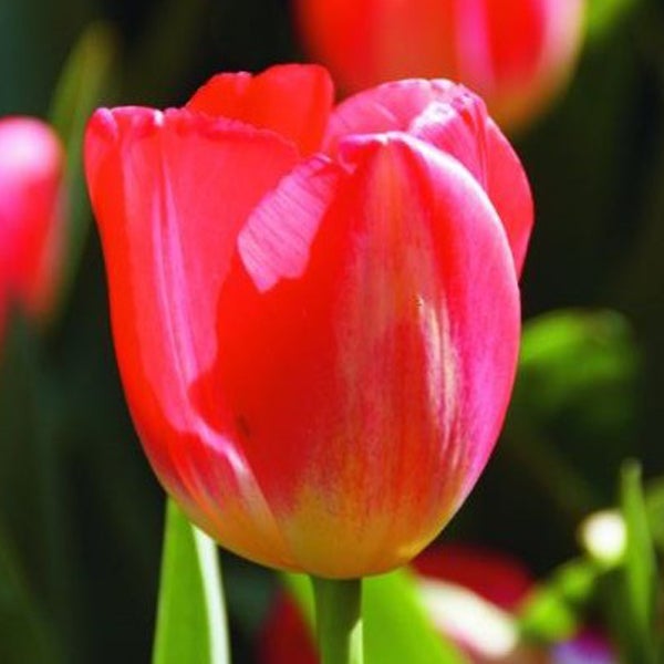 Nahaufnahme einer einzelnen roten Tulpe