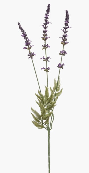 Drei Stiele Lavendel mit violetten Blütenknospen und Blüten.