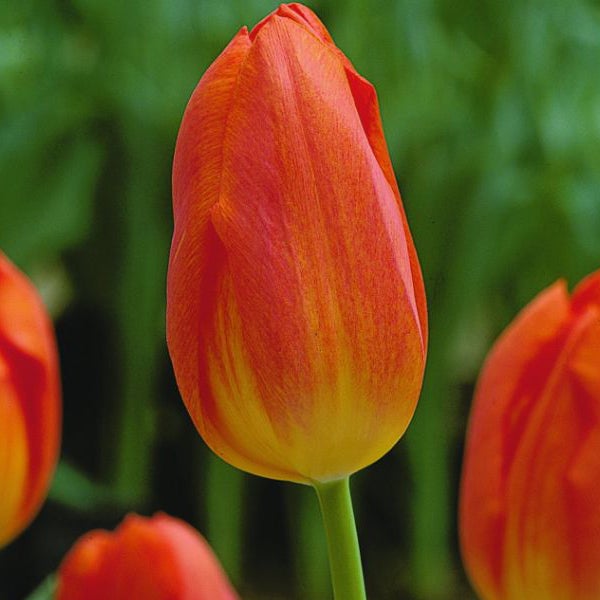 Nahaufnahme einer orangefarbenen Tulpenblüte