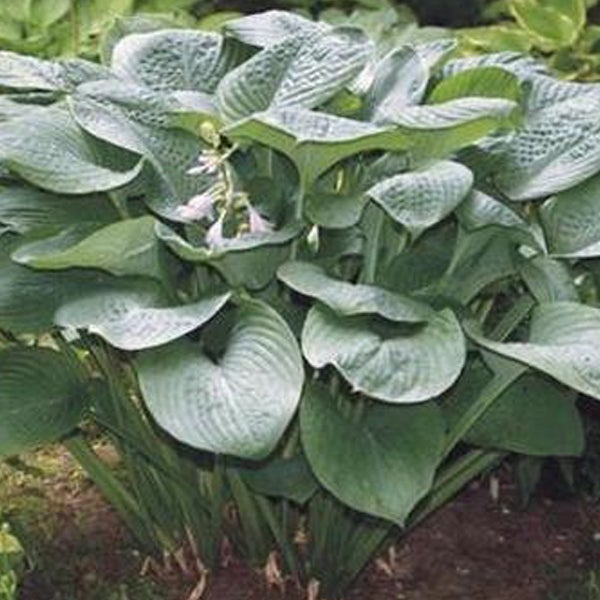 Funkie Pflanze mit breiten Blättern im Garten