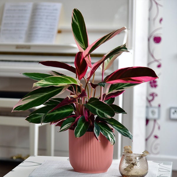 Calathea Triostar No.19