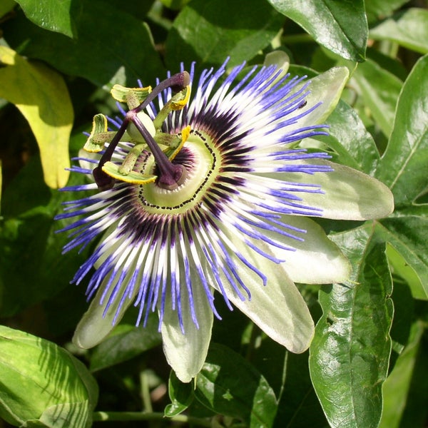 SAFLAX  - Blaue Passionsblume - Passiflora caerulea - 25 Samen