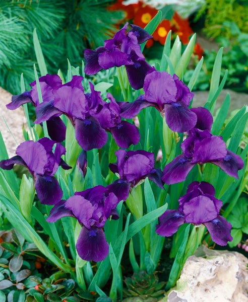Iris-Pflanze mit violetten Blüten und grünen Blättern im Gartenbeet