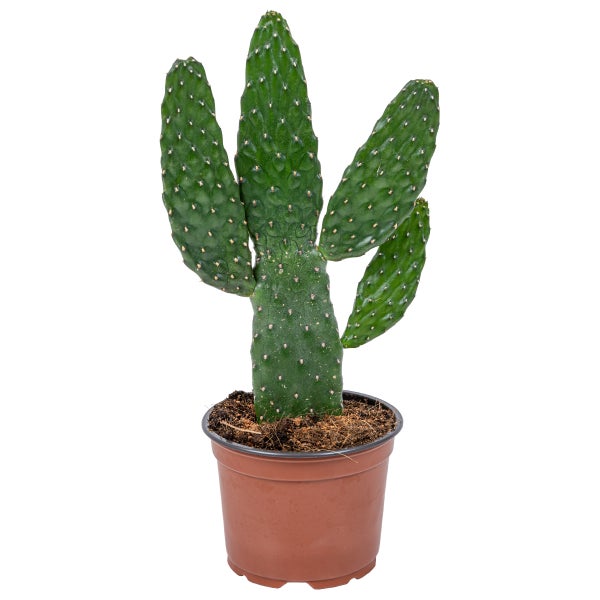 Oppuntie 'Rubescens' | Road Kill Cactus pro Stück - Zimmerpflanze im Anspiratietopf ⌀12 cm - ↕30 cm