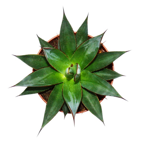 Agave Shaka Zulu - 15cm Topf - sukkulente Zimmerpflanze