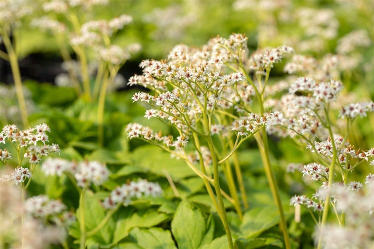 Nahaufnahme von Schaublatt-Blüten im Garten.