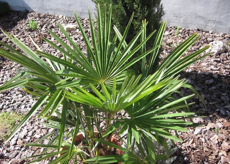 SAFLAX Garden to go - Hanfpalme - Chamaerops excelsa - 10 Samen - Mit Topf, Klima - Deckel und Anzuchtsubstrat