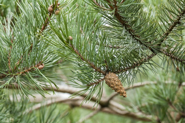 Pinus sylvestris, Waldkiefer, 80–100 cm