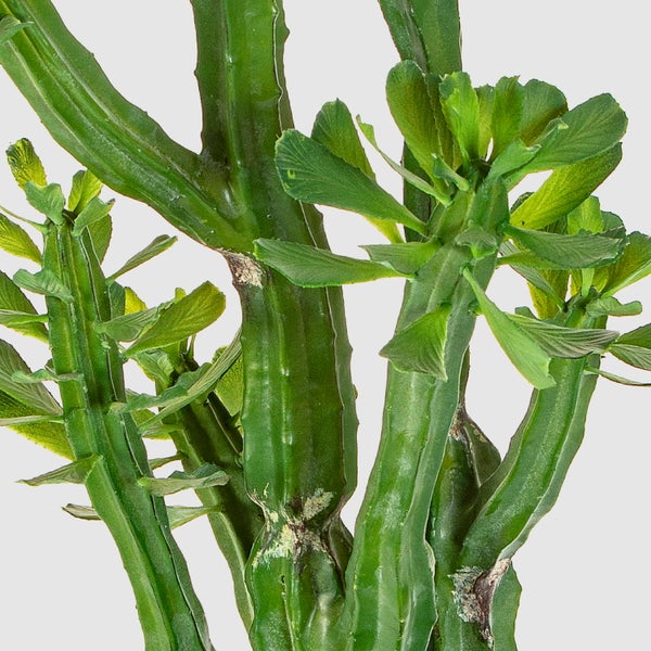 Nahaufnahme einer grünen Euphorbia trigona Pflanze mit gerippten Stielen und kleinen Blättern.
