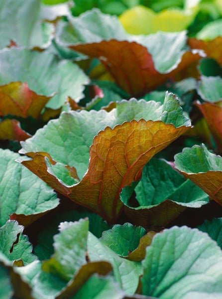 Ligularia dentata 'Desdemona', Goldkolben, ca. 11x11 cm Topf
