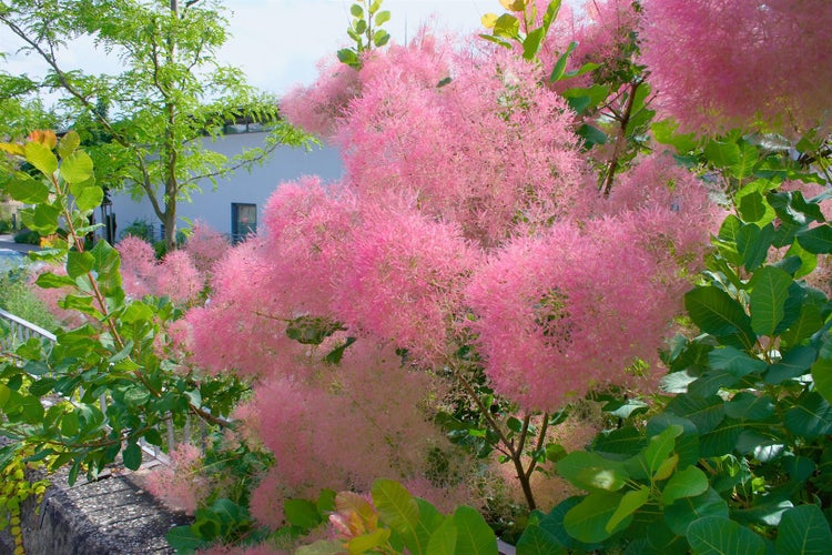 Cotinus coggygria 'Smokey Joe', Perückenstrauch, 40–60 cm, rauchig rosa