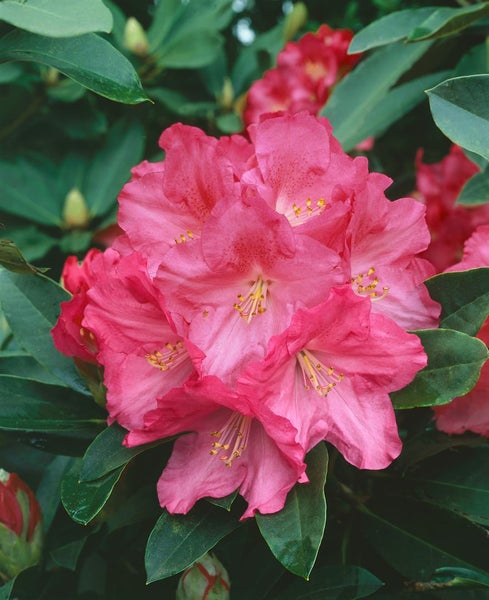 Rhododendron 'Lem's Monarch', Rhododendron, rosa-rot, 40–50 cm