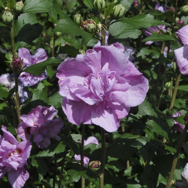Nahaufnahme einer blasslila Hibiskusblüte