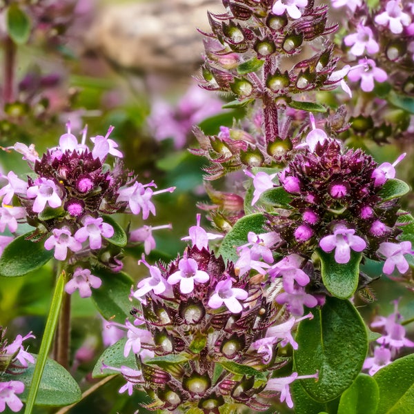 Nahaufnahme von Quendelblüten mit grünen Blättern