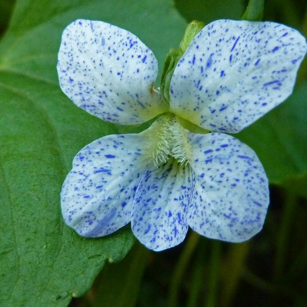 Nahaufnahme einer Veilchenblüte mit blauen Flecken