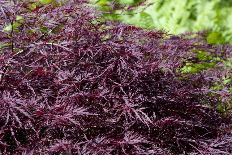 Acer palmatum 'Dissectum Garnet', Japanischer Ahorn, rotlaubig, 30–40 cm