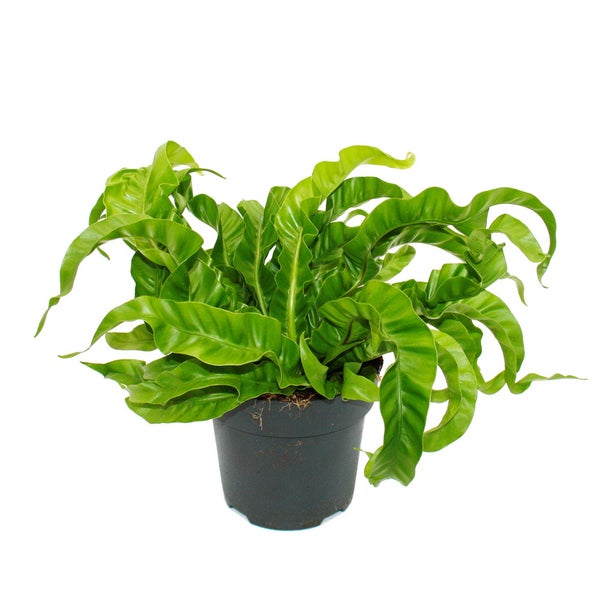 Asplenium antiquum Hurricane besondere Farn-Sorten fürs Zimmer Nestfarn 17cm Topf ca. 30-40cm hoch