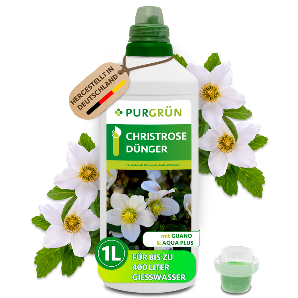 Eine Flasche Purgrün Christrosendünger mit Guano und Aqua Plus, 1 Liter Flascheninhalt für bis zu 400 Liter Gießwasser, hergestellt in Deutschland.