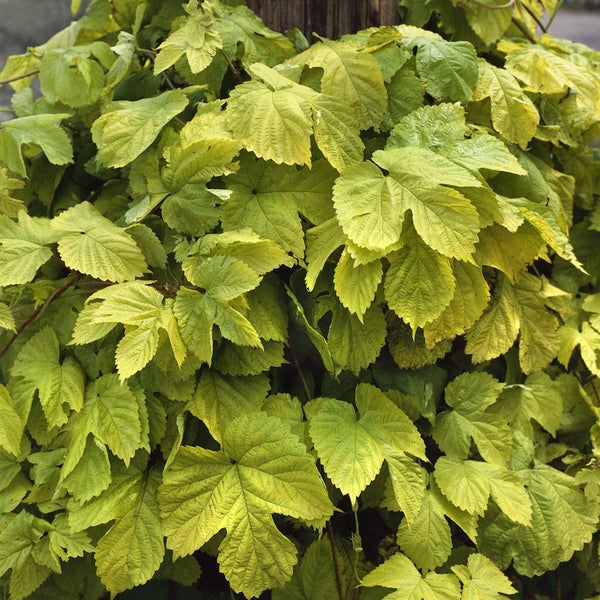 Humulus lupulus 'Aureus', Gold-Hopfen, gelbgrün, 60–100 cm