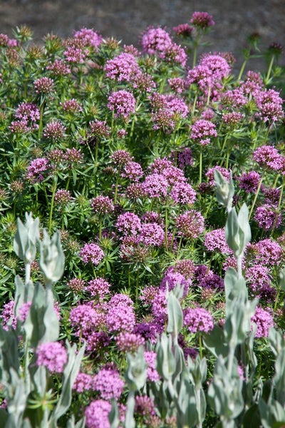 Aufnahme von Rotspornblüten im Garten