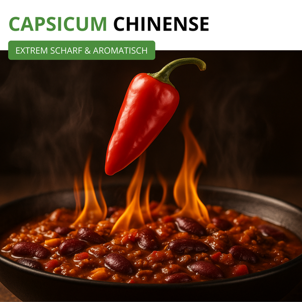 Chilischote Capsicum Chinense über einer Schüssel Chili con Carne mit Flammen.