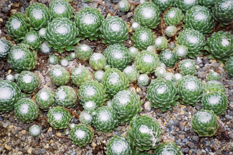 Sempervivum x cult.'Silver Thaw', Hauswurz, silbrig, ca. 9x9 cm Topf