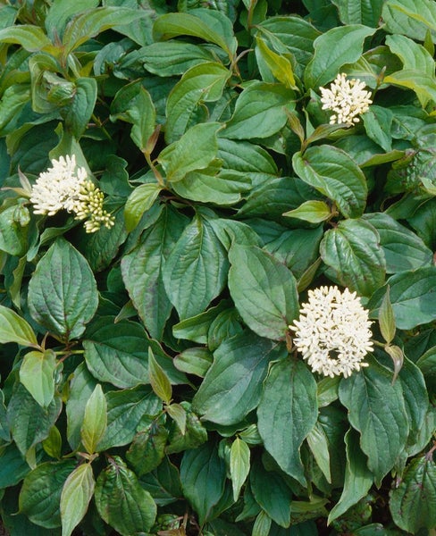 Cornus stolonifera 'Flaviramea', Gelbholz-Hartriegel, 80–100 cm