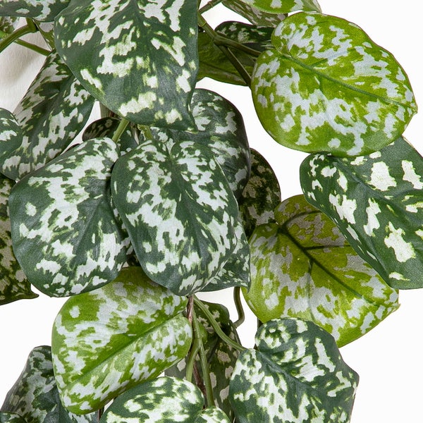 Nahaufnahme einer Scindapsus pictus Hängepflanze mit herzförmigen silbrig gefleckten Blättern.