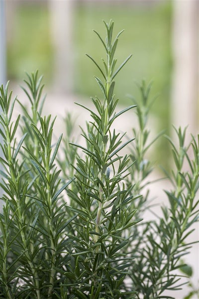 Rosmarinus officinalis, Rosmarin, aromatisch, ca. 9x9 cm Topf