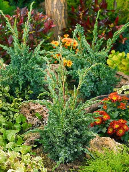 Szene mit mehreren grünen Zypressensträuchern im Gartenbeet