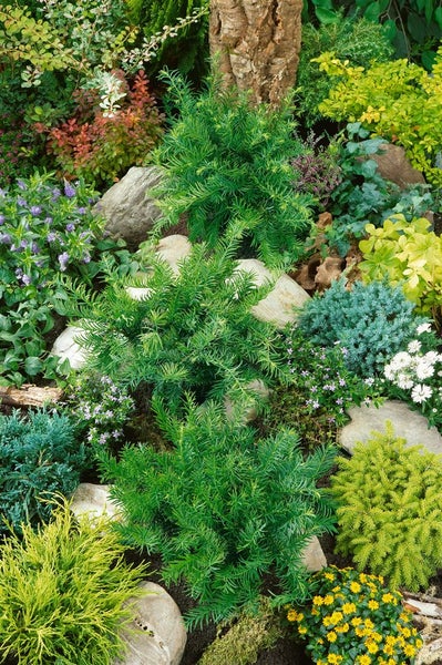 Gartenanlage mit verschiedenen Zierpflanzen und Steinen